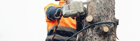 Tree Removal